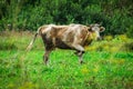 The cow in the meadow. Royalty Free Stock Photo